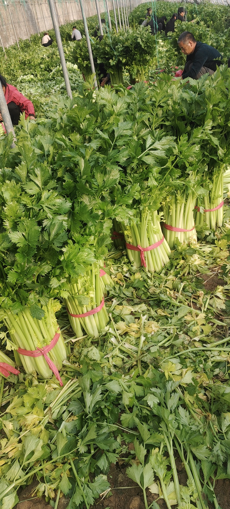 芹菜