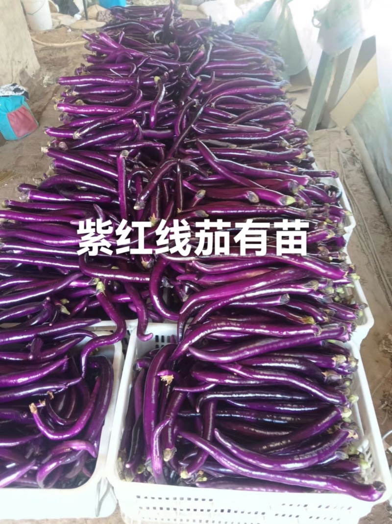 黑宝圆茄苗嫁接苗紫萼长茄绿萼长茄，线茄绿冠抗病性好产量高
