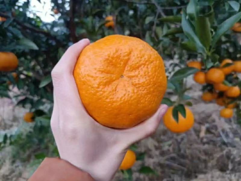 【电商果】椪柑鲜果发货供货量大按需包装协助装车