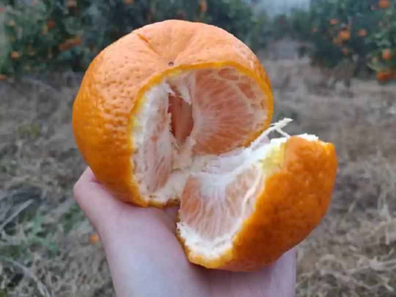 【电商果】椪柑鲜果发货供货量大按需包装协助装车