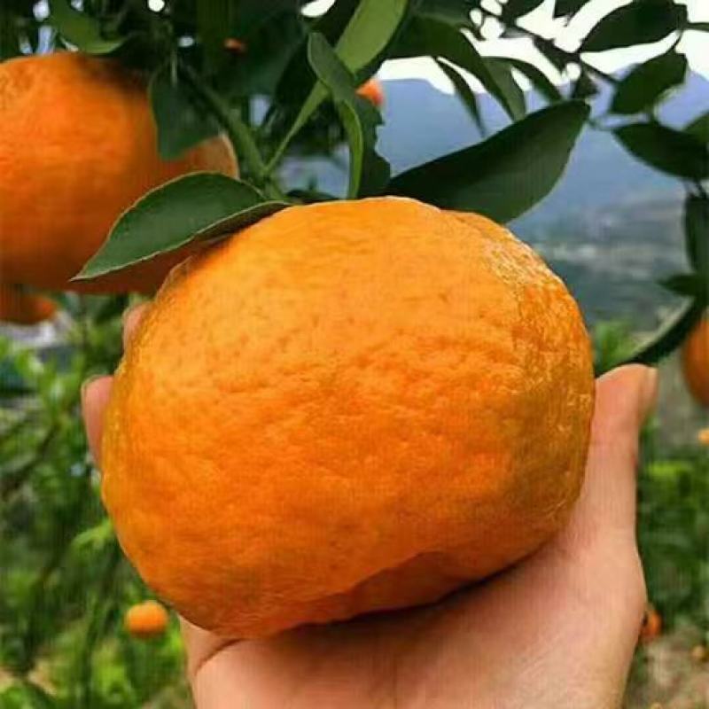 【电商果】椪柑鲜果发货供货量大按需包装协助装车