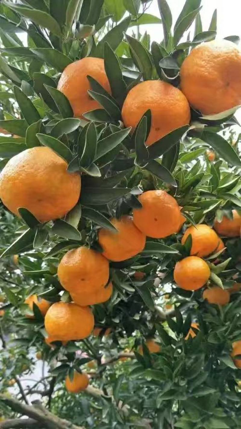 【电商果】椪柑鲜果发货供货量大按需包装协助装车