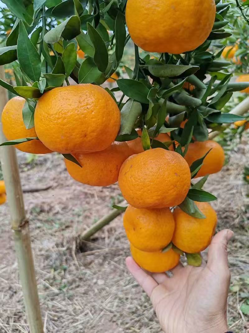 【电商果】椪柑鲜果发货供货量大按需包装协助装车