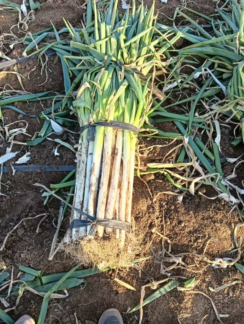 0.58寿光大葱大落价大量上市便宜欢迎采购合作共赢