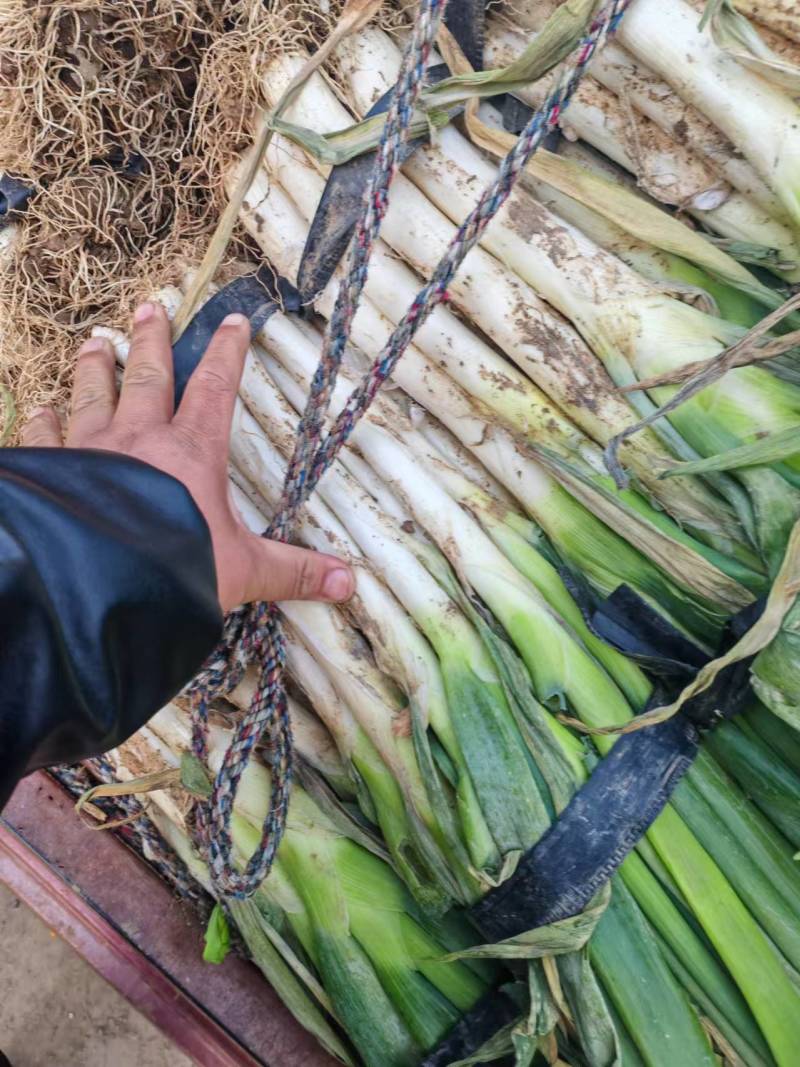 0.58寿光大葱大落价大量上市便宜欢迎采购合作共赢
