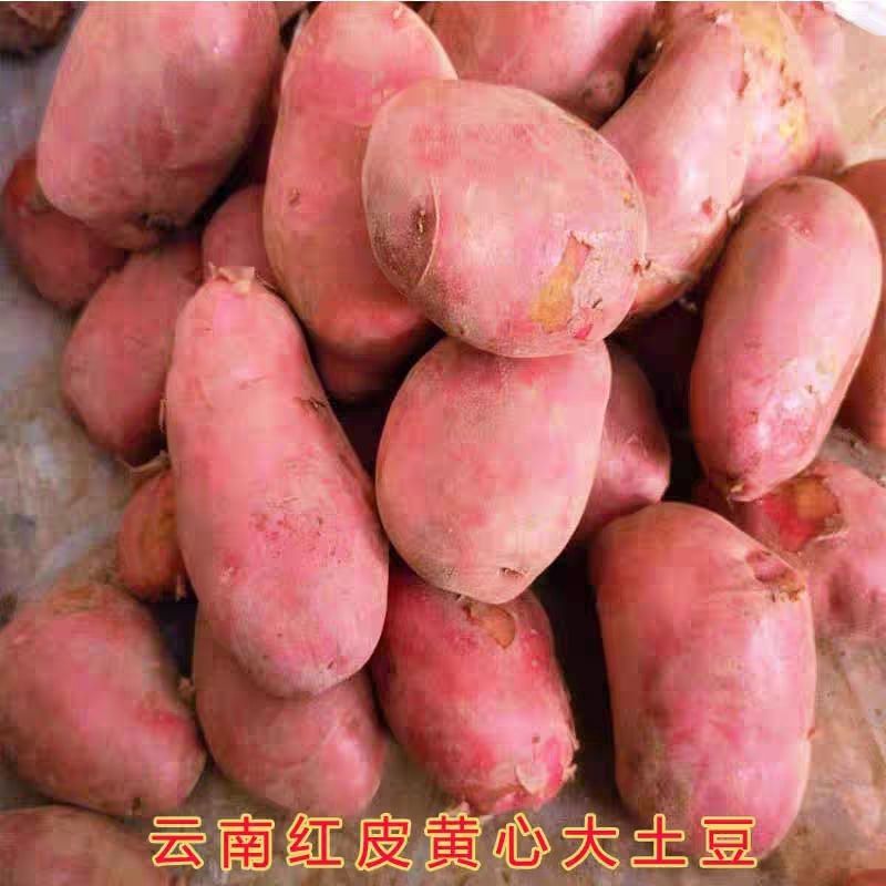 云南土豆新鲜现挖红皮黄心土豆红皮土豆种子农家自种一件代发