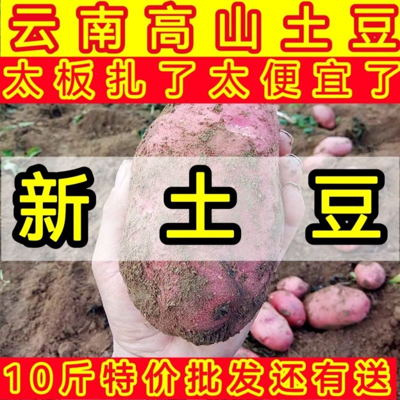 云南土豆新鲜现挖红皮黄心土豆红皮土豆种子农家自种一件代发