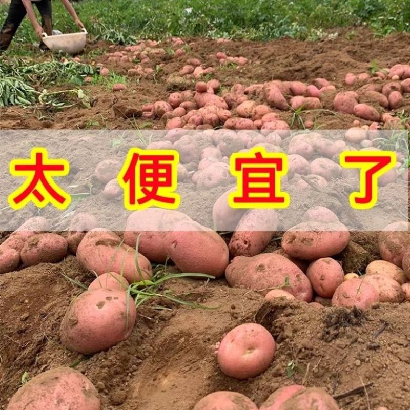 云南土豆新鲜现挖红皮黄心土豆红皮土豆种子农家自种一件代发