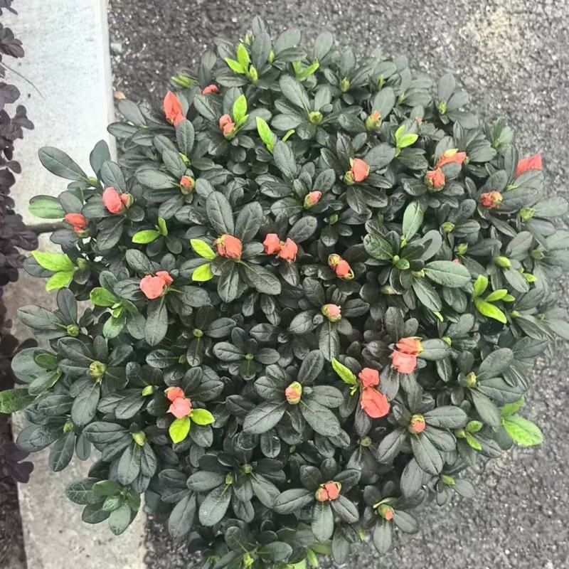 小桃红杜鹃花造型盆景室内外耐寒耐热阳台庭院好养活观赏价值