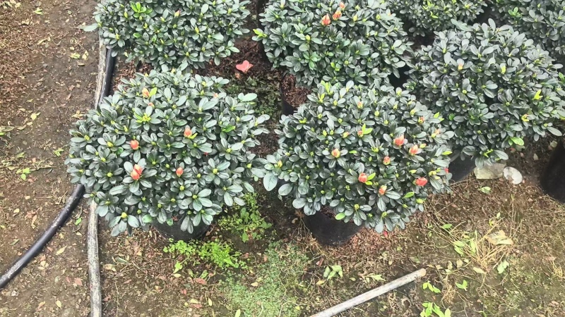 小桃红杜鹃花造型盆景室内外耐寒耐热阳台庭院好养活观赏价值