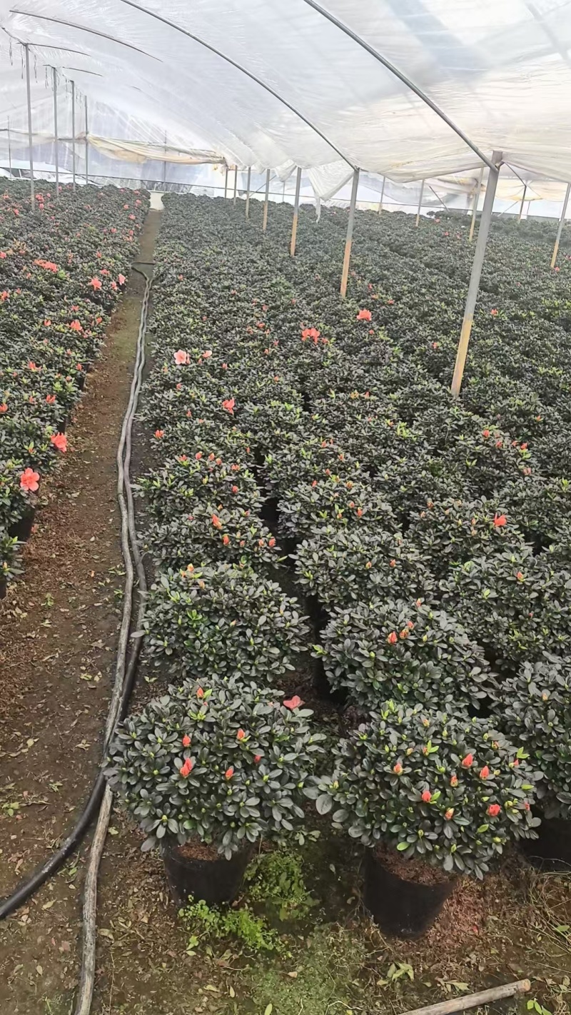 小桃红杜鹃花造型盆景室内外耐寒耐热阳台庭院好养活观赏价值