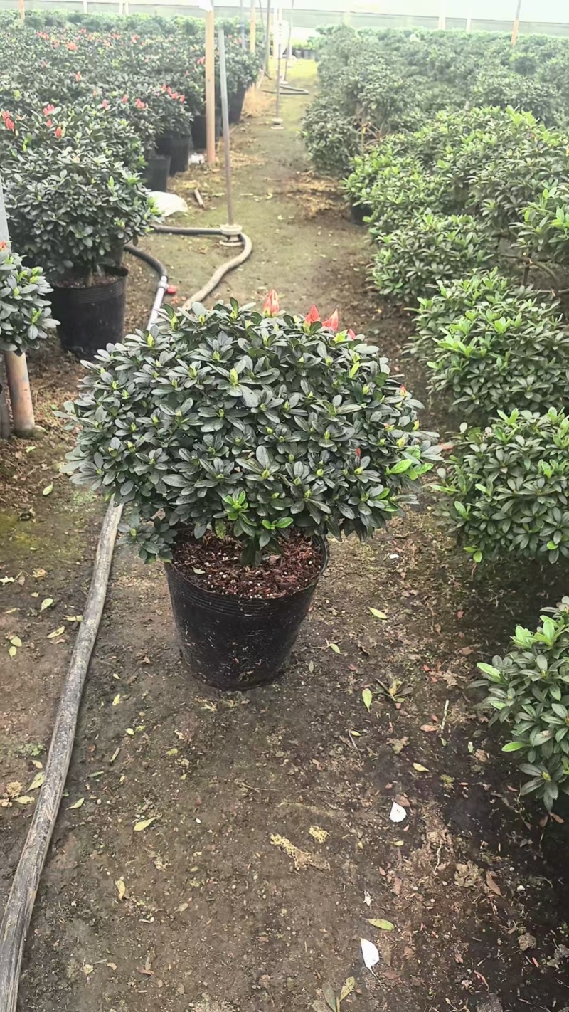 小桃红杜鹃花造型盆景室内外耐寒耐热阳台庭院好养活观赏价值