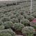 杨梅红杜鹃花造型盆景室内外耐寒耐热阳台庭院好养活观赏价值