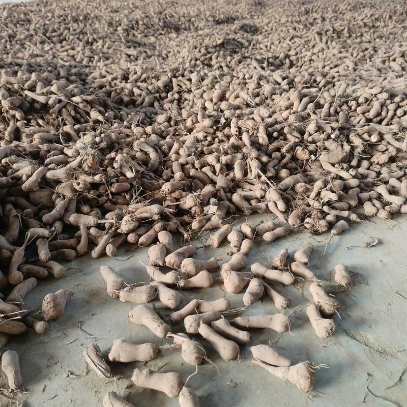二年改良白术籽基地直发保质保量供货批发零售