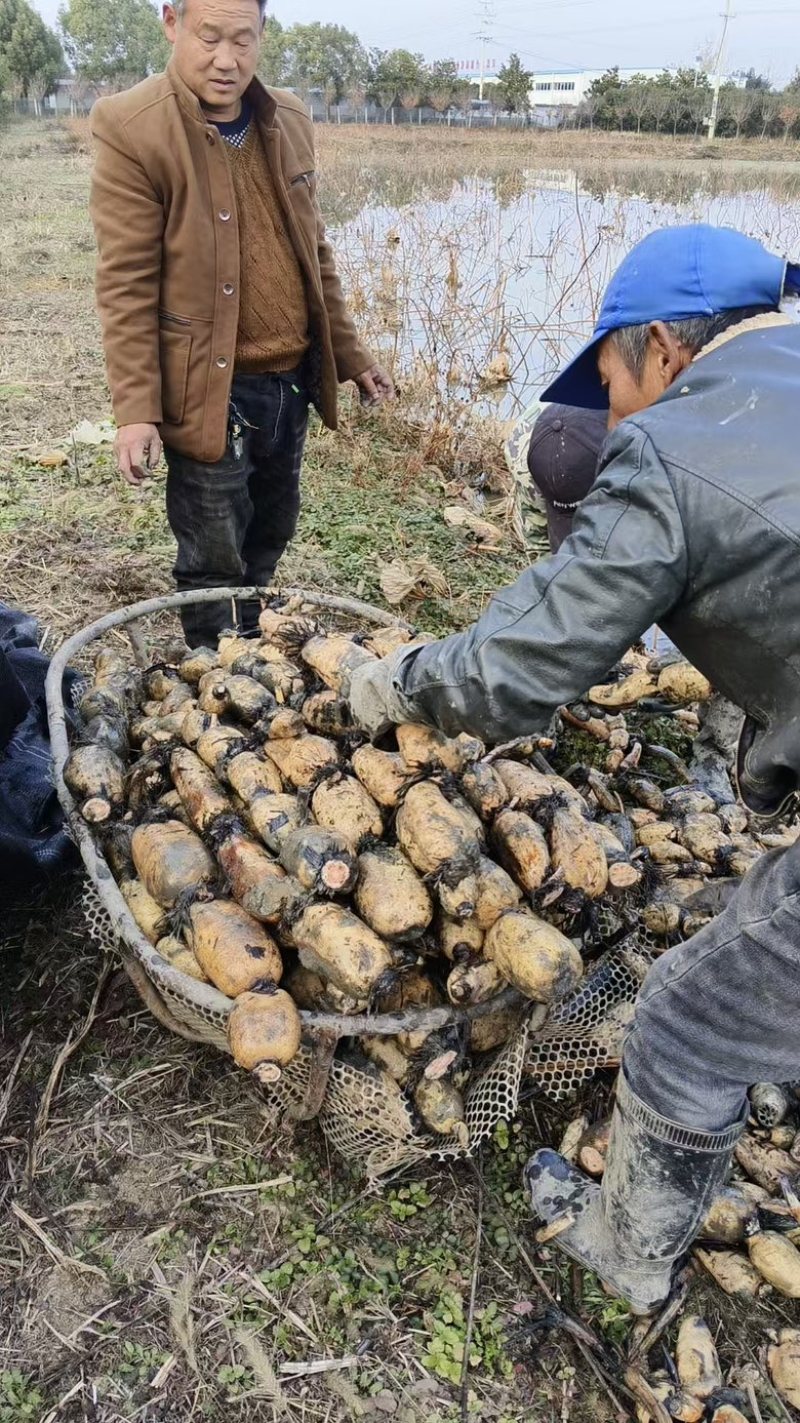 河南莲藕，南阳莲藕大量上市