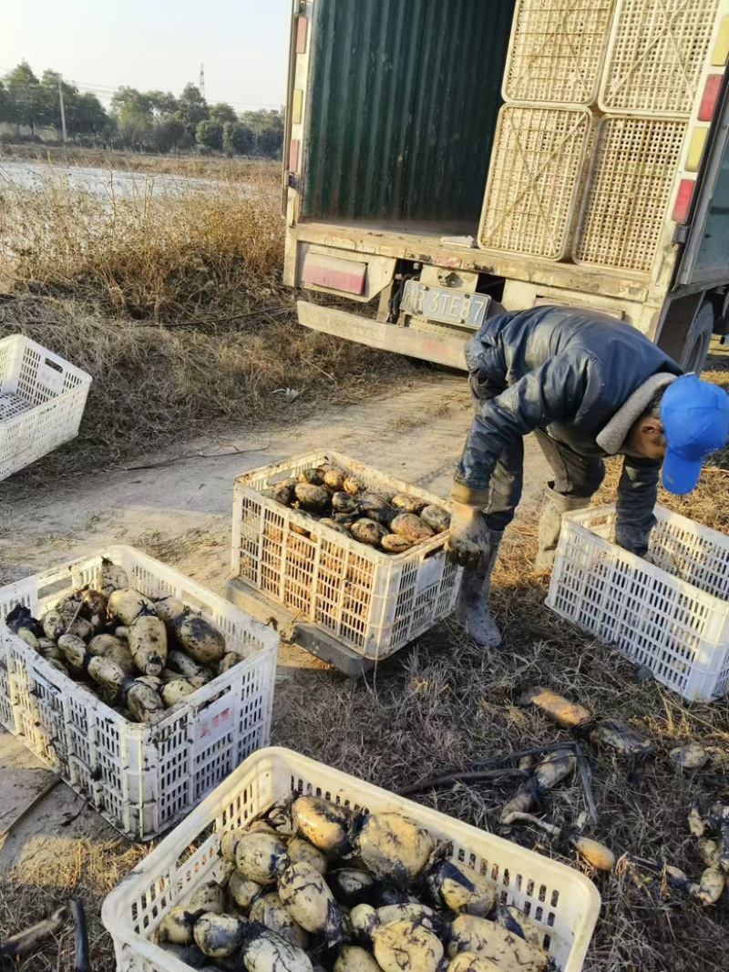 河南莲藕，南阳莲藕大量上市
