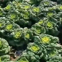 5万斤精品黄心菜