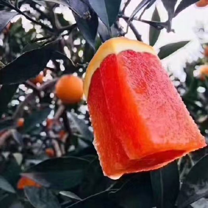 血橙，中华红血橙，塔罗科橙，口感纯甜无酸水分充足爆汁