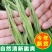 贡菜干货新鲜苔干响菜批发火锅凉拌脱水蔬菜
