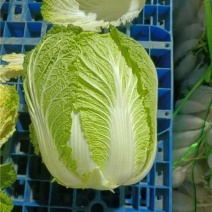 大白菜大量上市，全国发货，量大从优，可视频看货，欢迎咨询