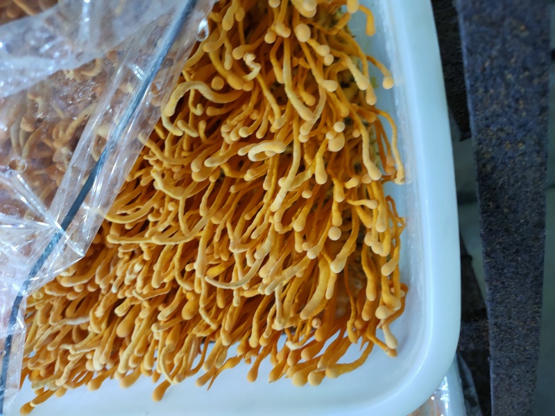酒店预制菜方便调理虫草花开袋即可调理煲汤配菜常温储存