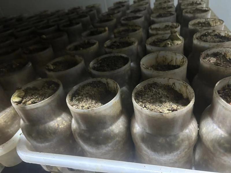 高含量有检测报告的食用菌渣大量出售
