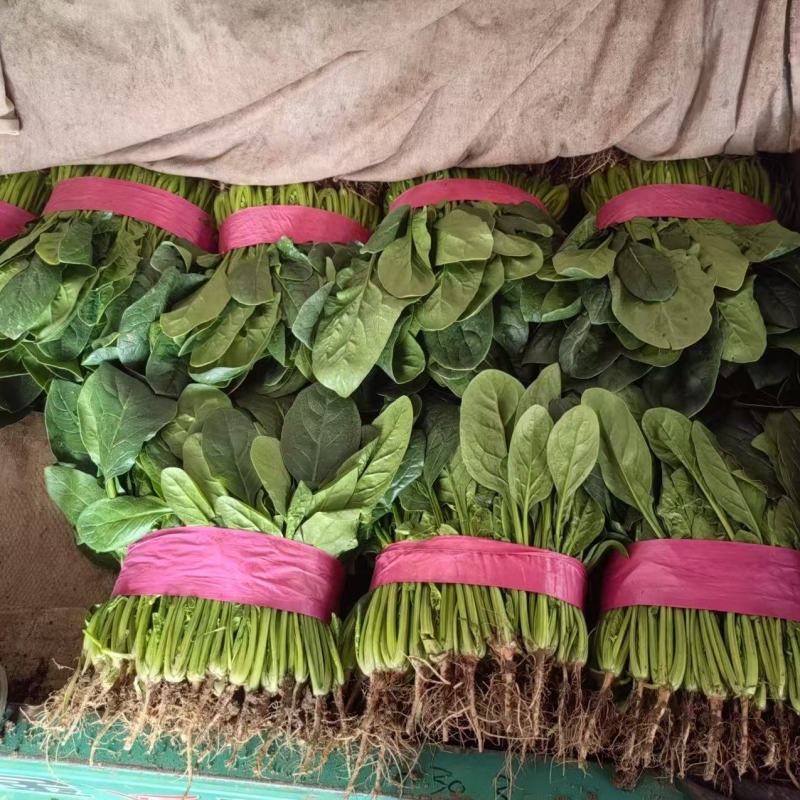 精品菠菜大量上市，产地直发，品质保证，诚信经营