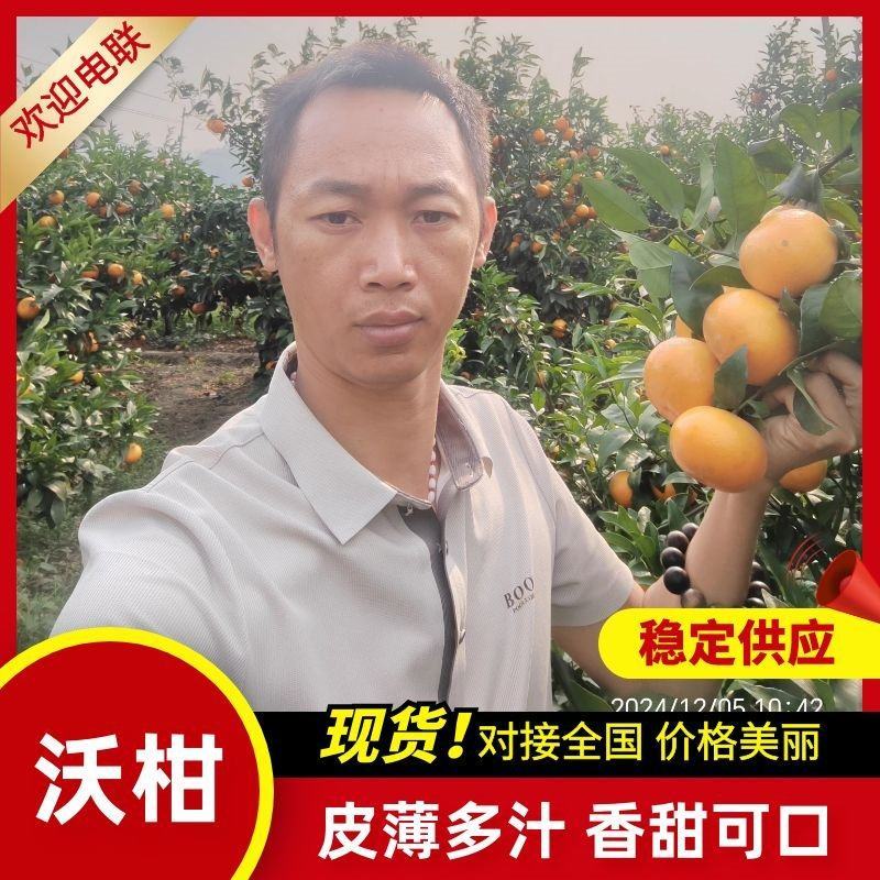 广西沃柑大量上市60起步，甜度高，全国发货。