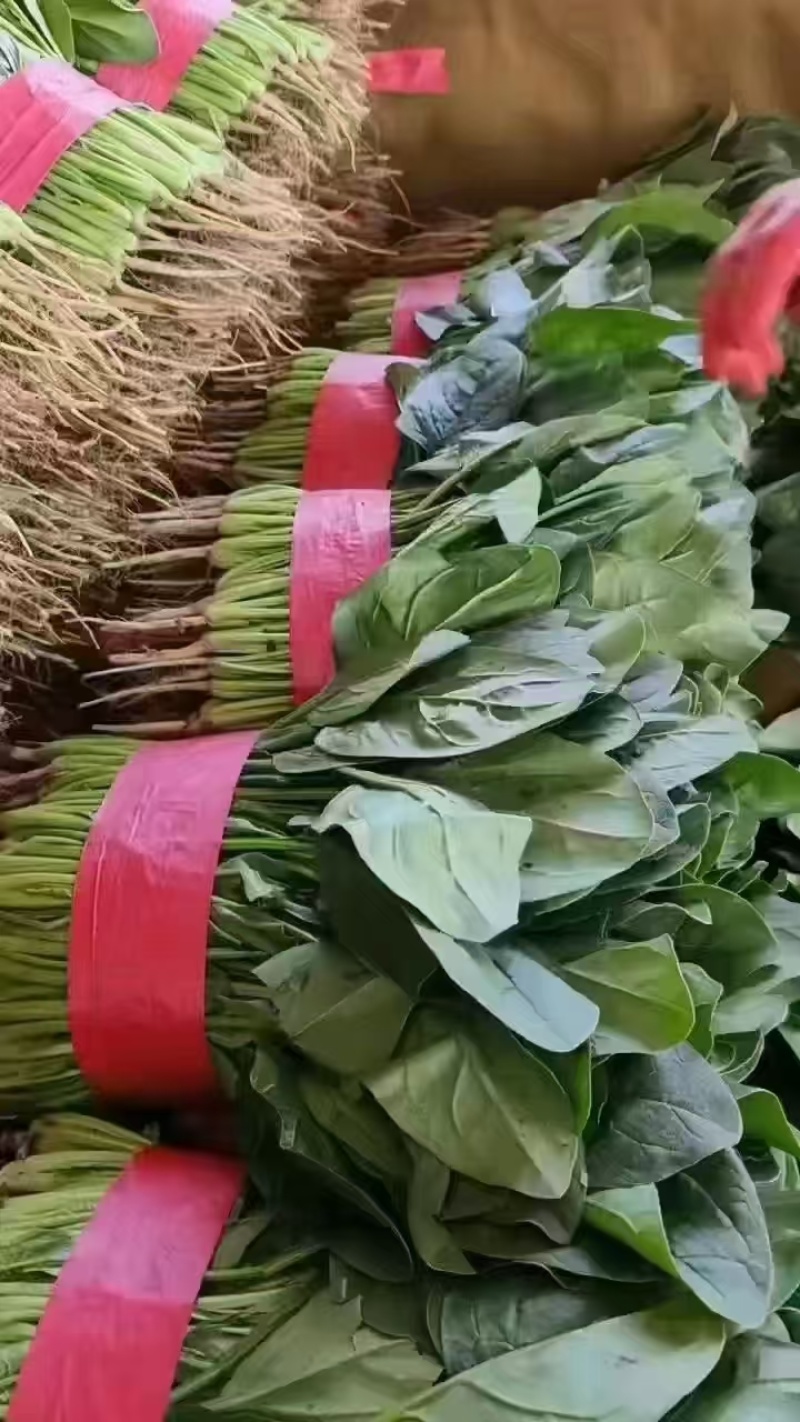 精品菠菜大量上市，产地直发，品质保证，诚信经营