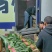 精品菠菜大量上市，产地直发，品质保证，诚信经营