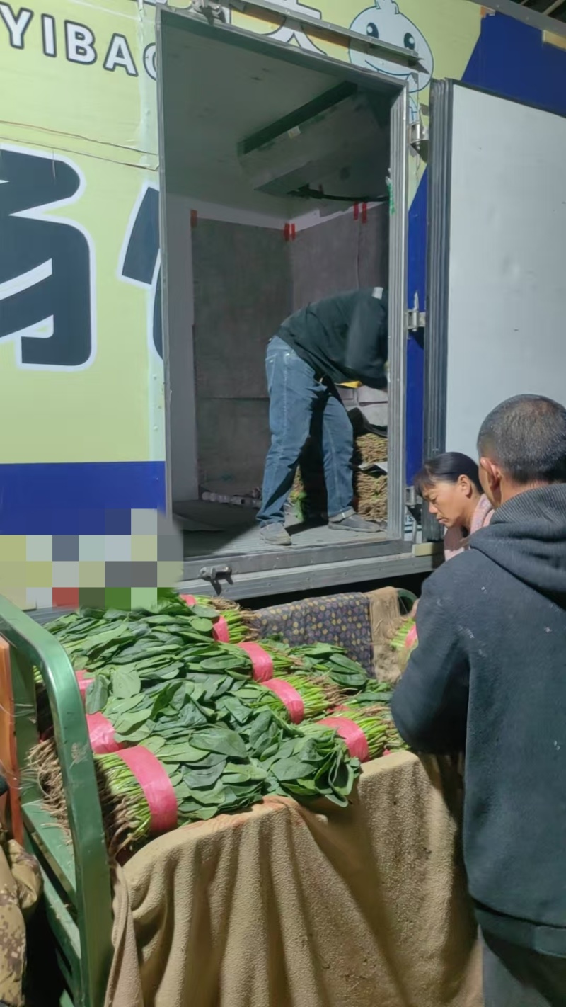 精品菠菜大量上市，产地直发，品质保证，诚信经营