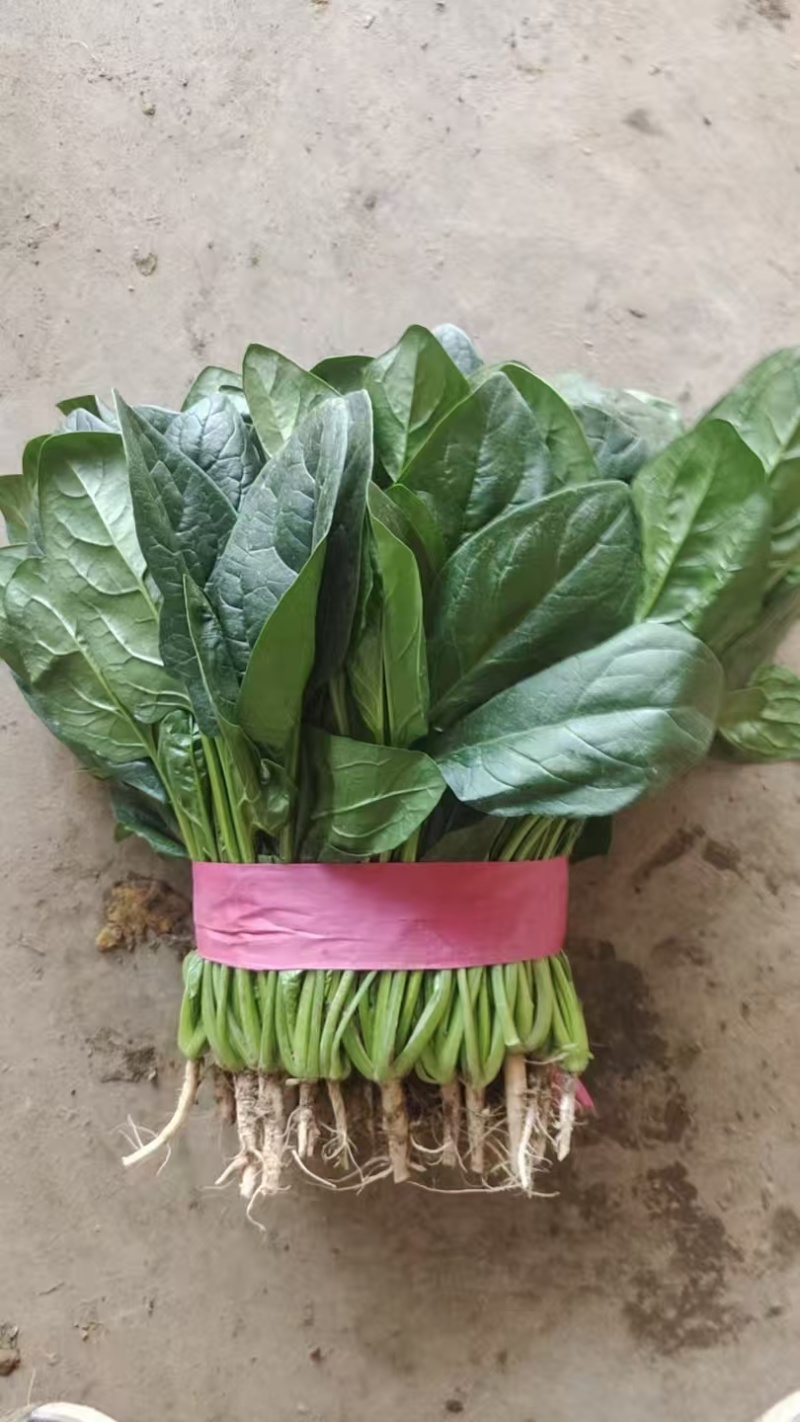 精品菠菜大量上市，产地直发，品质保证，诚信经营
