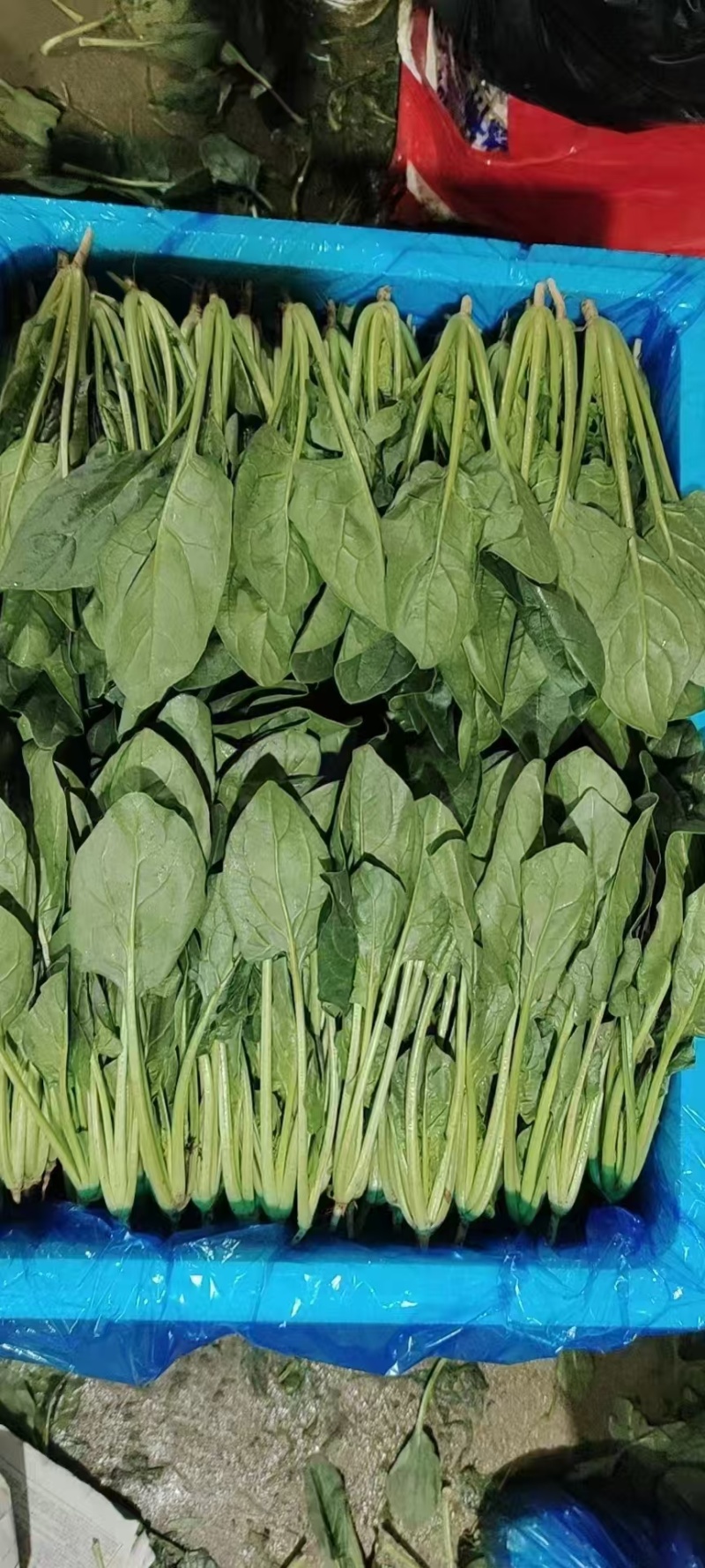精品菠菜大量上市，产地直发，品质保证，诚信经营