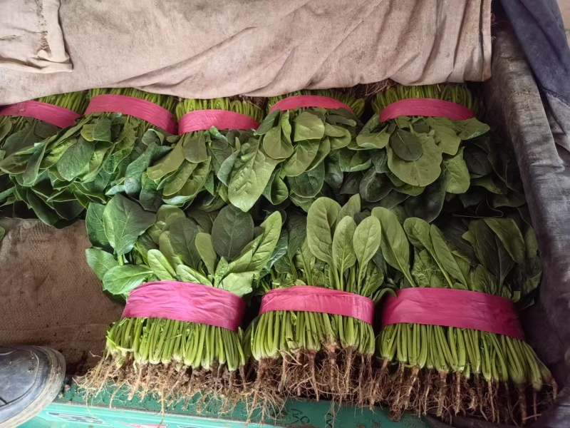 精品菠菜大量上市，产地直发，品质保证，诚信经营