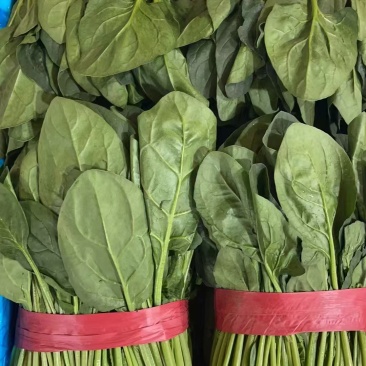 精品菠菜大量上市，产地直发，品质保证，诚信经营