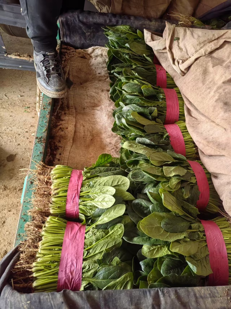精品菠菜大量上市，产地直发，品质保证，诚信经营