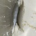 纯野生蕨根粉，早餐冲服，营养美味，减脂补充营养没有负担！