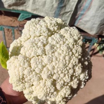 小米有机花菜精品菜花，一手货源，全国发货，可视频看货
