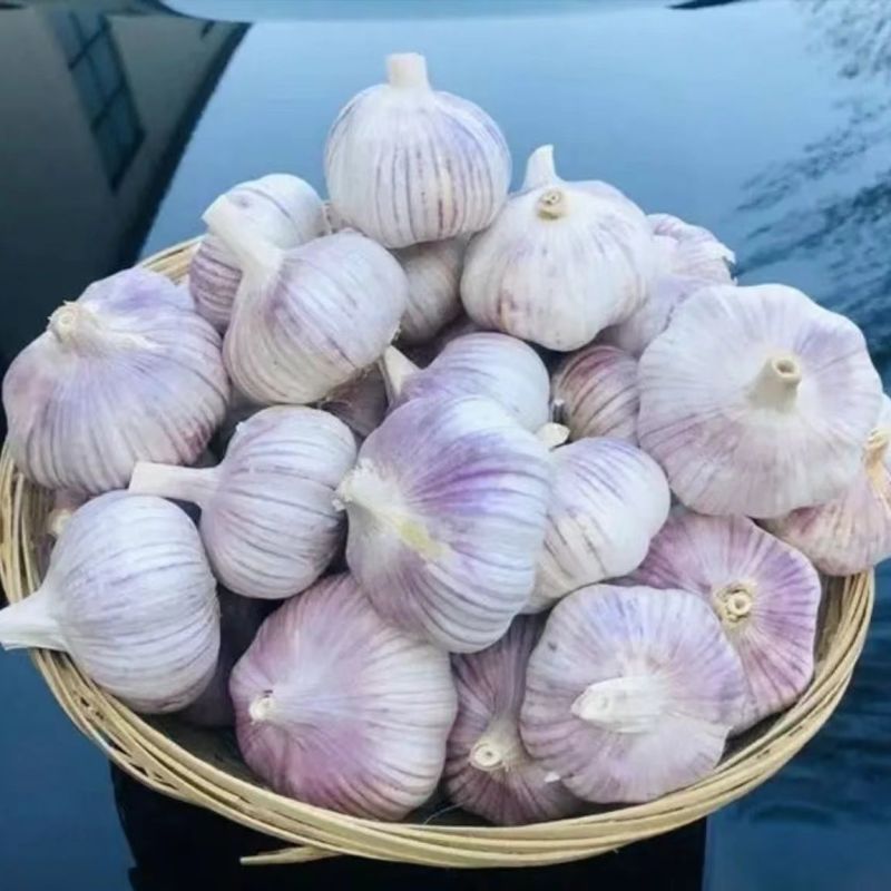 江苏邳州大蒜紫皮白皮精品货通货剥皮蒜米按需供应全国发货