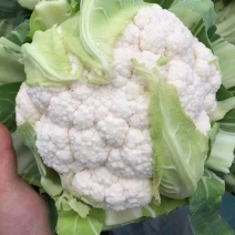 精品菜花紧花菜，全国发货，品质保证，量大从优，欢迎来电