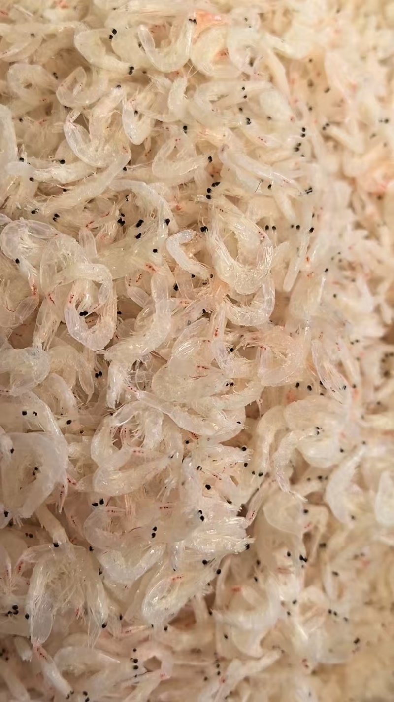 优质淡干无盐虾皮