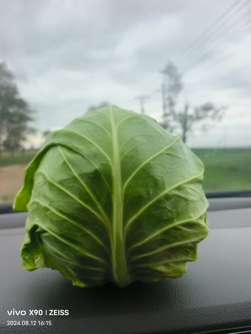 甘蓝河北甘蓝，品种齐全，量大从优，全国发货，联系详谈