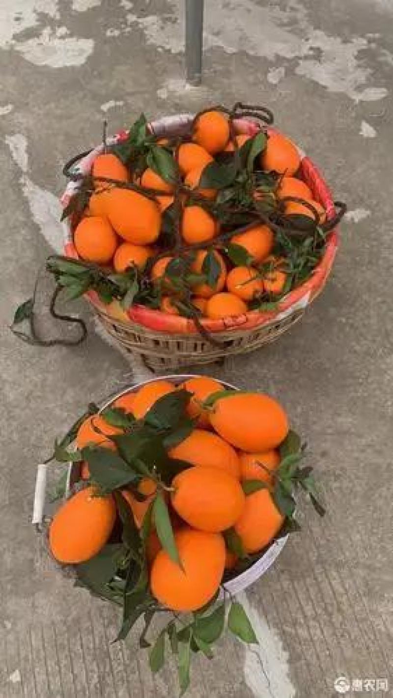 夏橙，发货快质量好入口即化易化渣果园