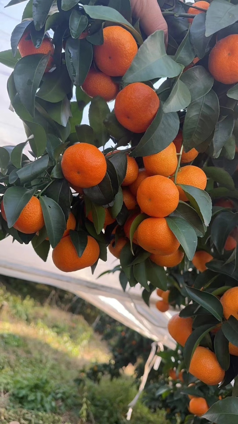 沙糖桔广西沙糖桔皮薄化渣果面干净诚信代办全国发货到货无忧