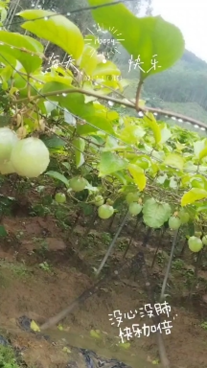 黄金百香果九号百香果嫁接苗