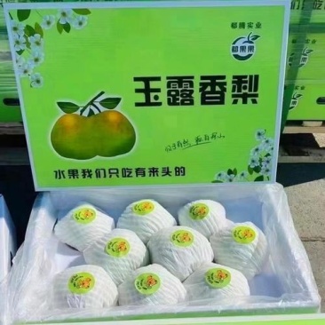 玉露香梨梨中的天花板汁多脆甜价格便宜了