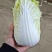 大娃娃菜