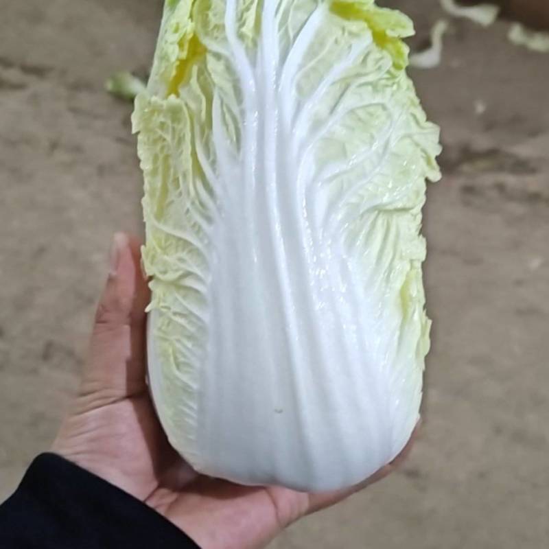 大娃娃菜