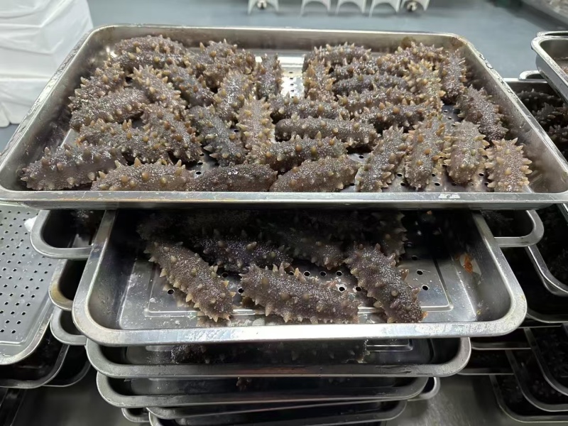 自家养殖，即食海参，酒店供应冷链批发询价