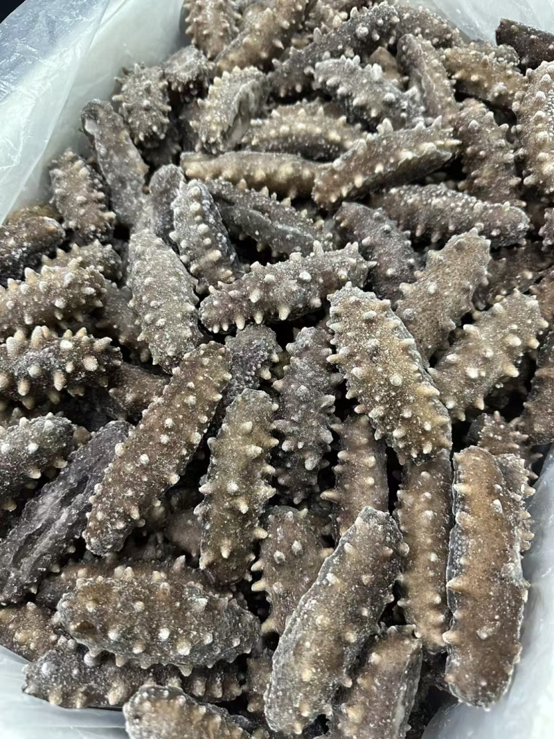 自家养殖，即食海参，酒店供应冷链批发询价